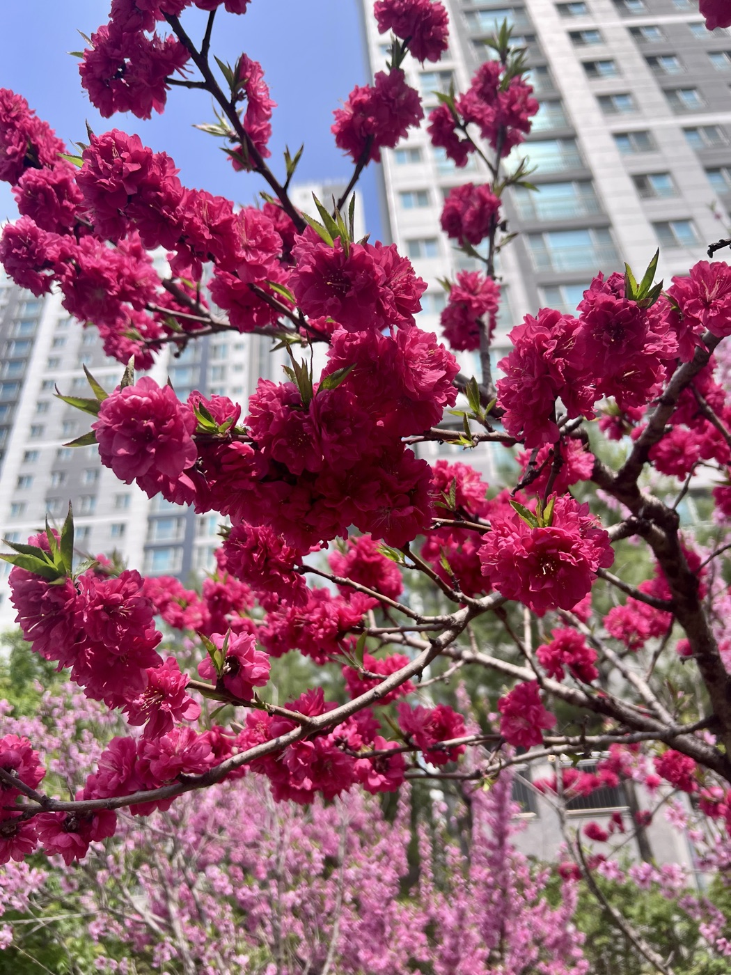 차차가 동네 산책길에서 찍은 겹벚꽃 사진